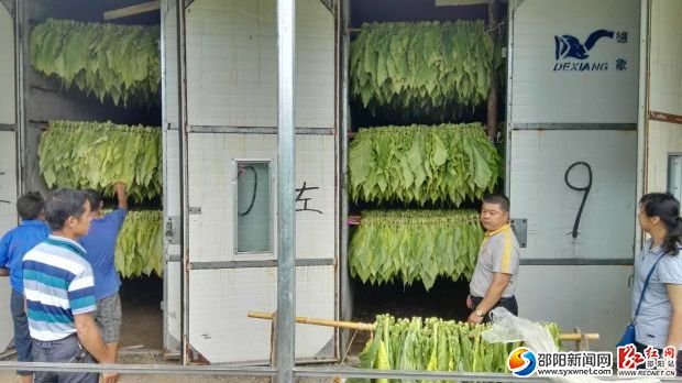 新宁县高桥镇丰收烟叶进烤房