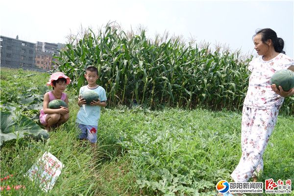 图一为隆回县雨山铺中心学校科技组学生、家长代表,在校外科技实践基地瓜果园采摘西瓜。 DSC00945