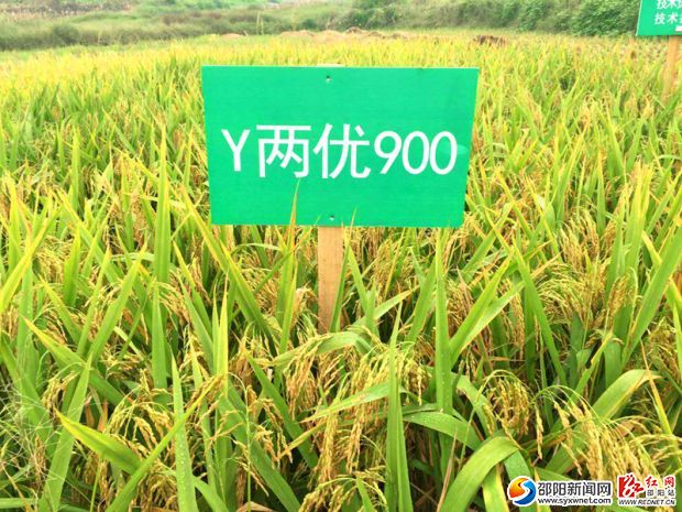 超级稻百亩片高产实验示范项目种植的新品种迎来丰收。