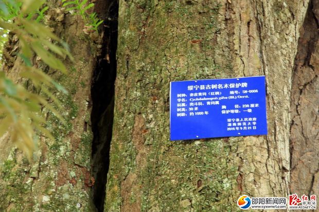 古树挂牌 