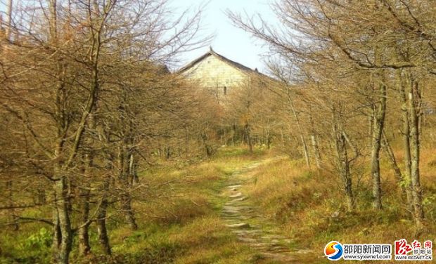 望云山金钱松风光