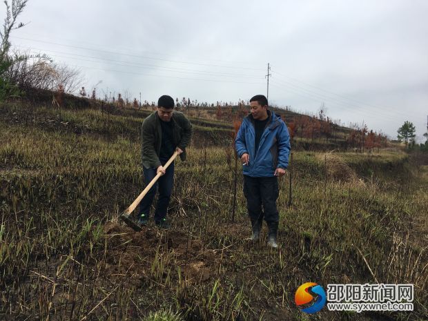 政法委领导和镇领导在栽植现场