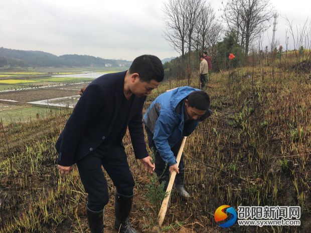 政法委栽植现场