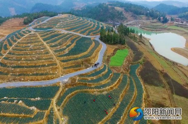 清水村蔬菜种植基地