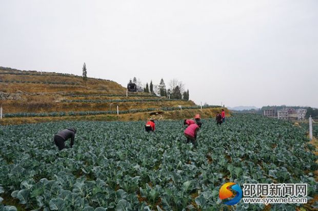 清水村贫困户农民工正在基地收割西兰花