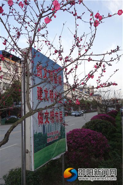 三、桃花路桃花盛开DSC02515