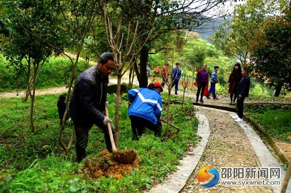园林工人在种植樱花树苗