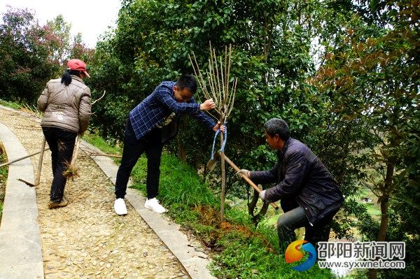 园林工人在种植樱花树苗