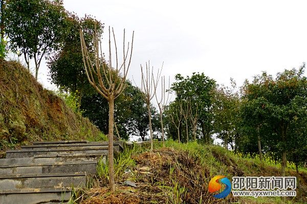 已种好的樱花树整齐排在山路边