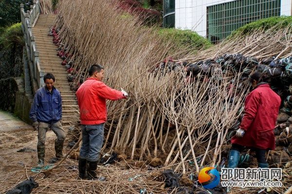 工人们在修剪整理樱花树苗