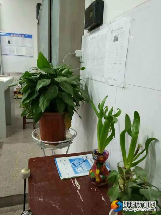 教室绿意 (1)
