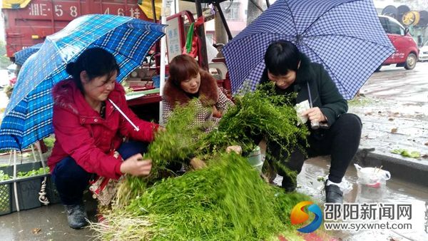 图为居民抢购地菜(荠菜)