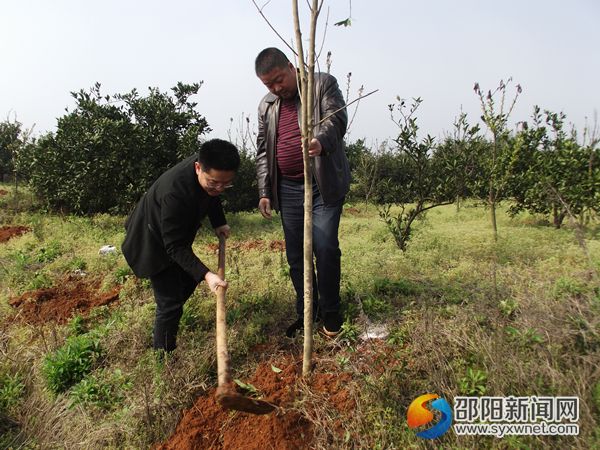 党员干部正在植树