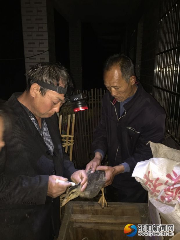 畜牧防疫工作人员正在为家禽打防疫针