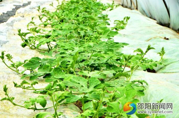 长势喜人的西瓜秧苗。