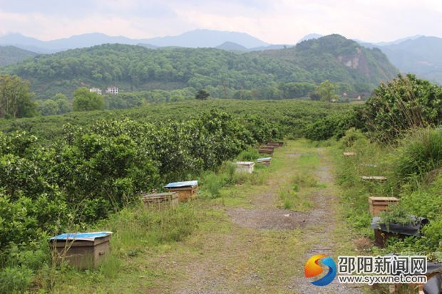 图一 黄龙镇三星村脐橙园里摆满了蜂箱