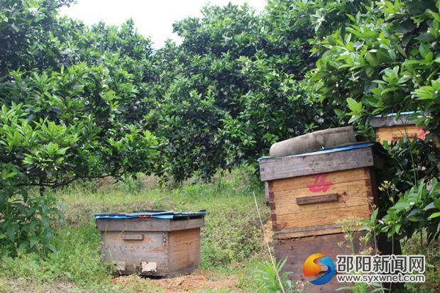 图二 脐橙园内的蜜蜂正忙着采集花蜜