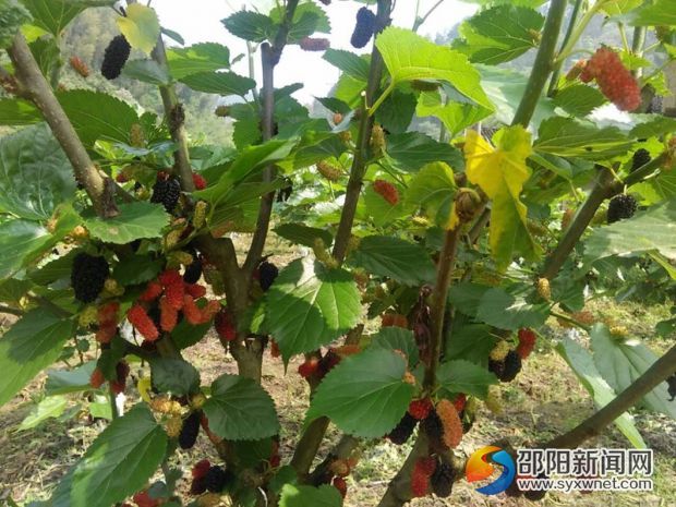 图一、桑葚园内果实诱人