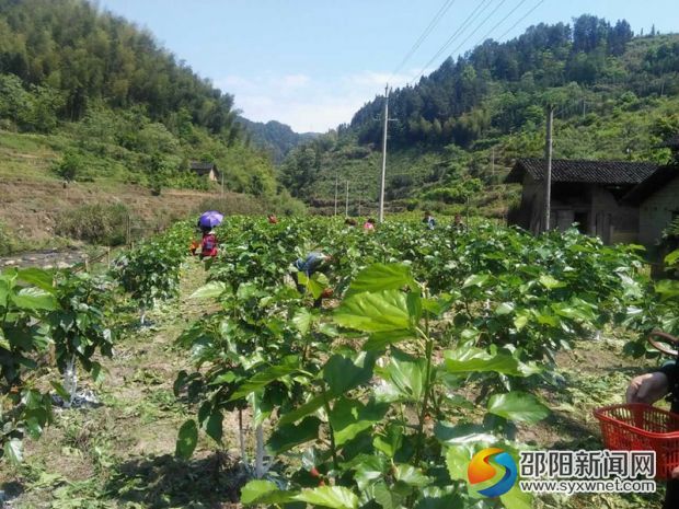 图二、游客们在园内尽情采摘