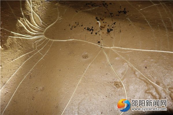 四、植物特写DSC03902