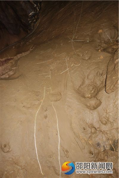 六、植物爬墙DSC03894