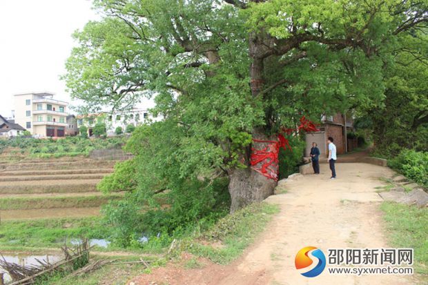 图一 古树树立在村口,伸开树臂,像是迎接前来的客人
