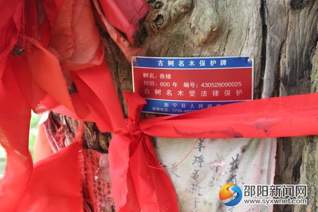 图二、古树的树龄已逾800年