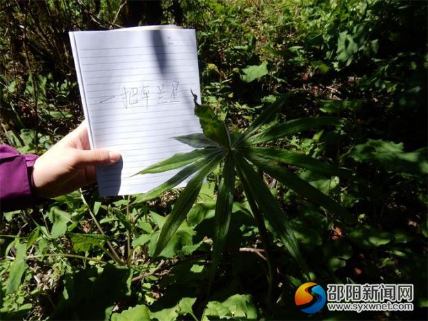 图为辨认十万古田湿地植物