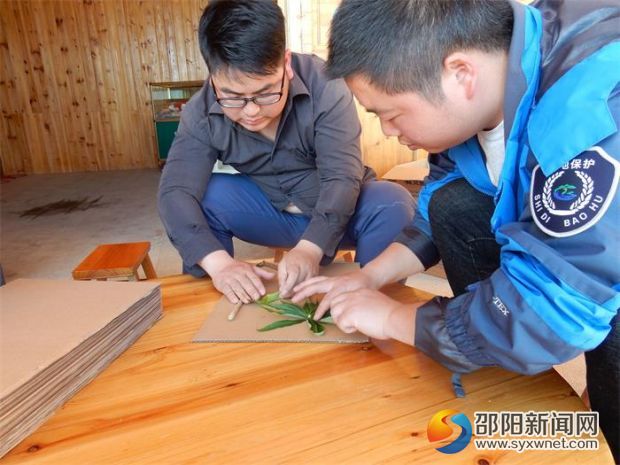 认真制作湿地植物标本