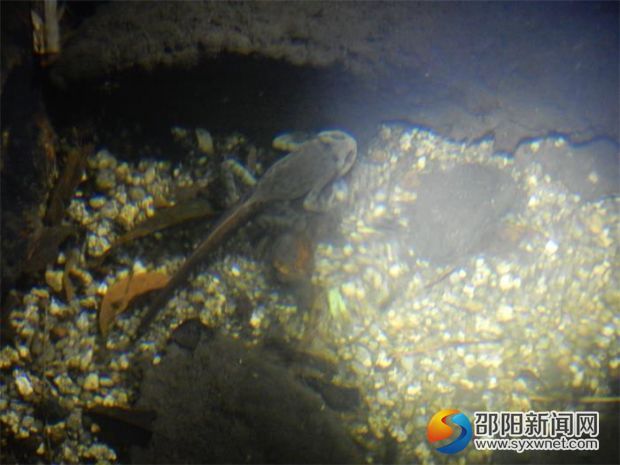 夜间动物监测