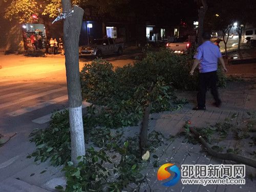 绿化树树枝砍伐现场
