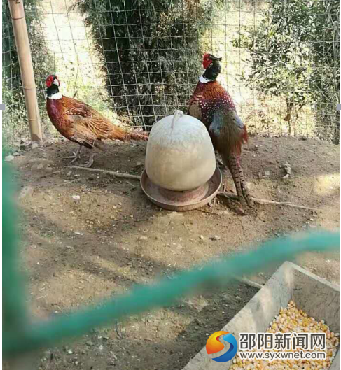 图片2