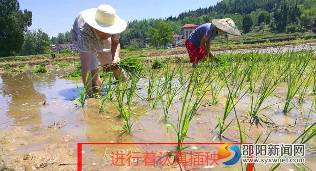 插秧看图王_看图王