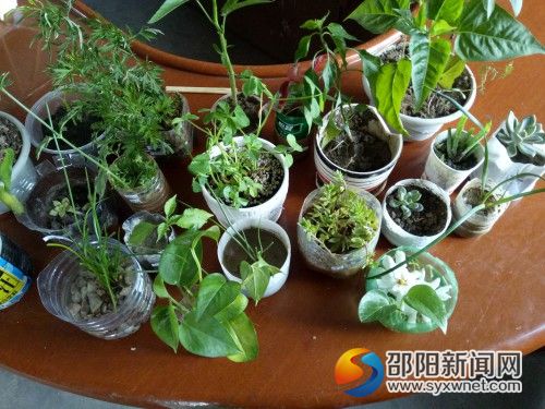 环保盆栽1~1