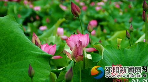 荷花6