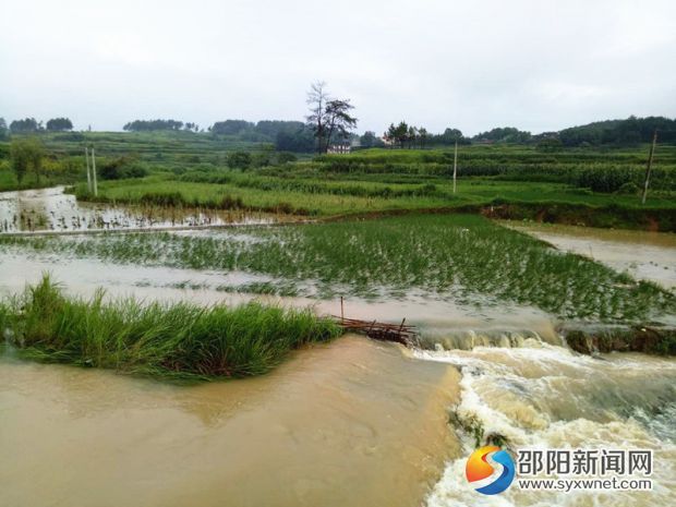 邵阳县下花桥镇双联村沿河部分菜地和禾田被冲毁