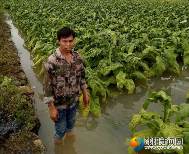 隆回县西洋江镇千亩烤烟被水淹01