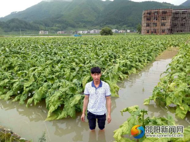 隆回县西洋江镇千亩烤烟被水淹02
