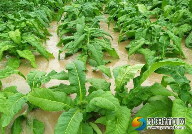 隆回县西洋江镇千亩烤烟被水淹03