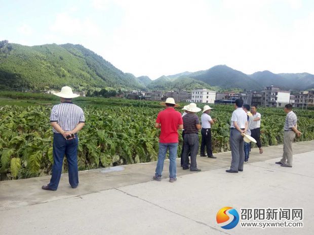 隆回县烟草部门到西洋江镇查看烤烟灾情1