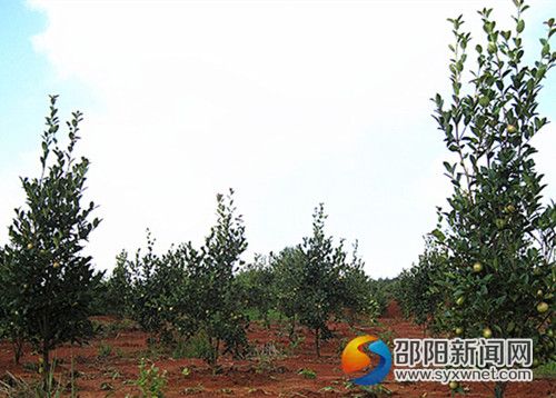 图片_副本