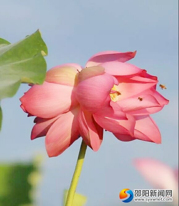 并蒂莲花开喜庆来。(邓淑月 提供)