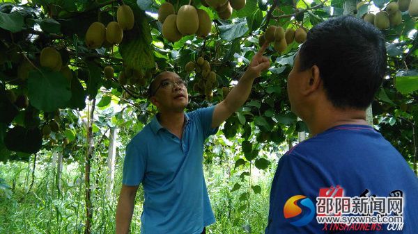 邹功树书记在猕猴桃种植基地视察