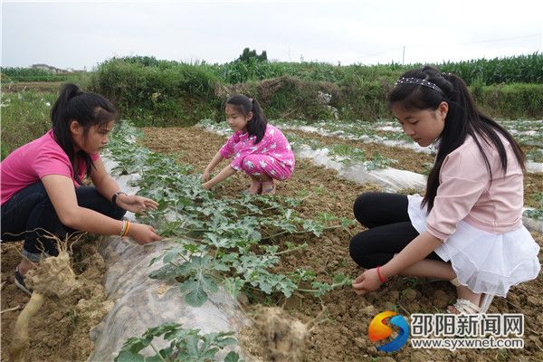 二、隆回县雨山中心学校的学生，在创新探究西瓜栽培技巧。DSC04277
