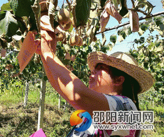 村民给猕猴桃穿上保护袋