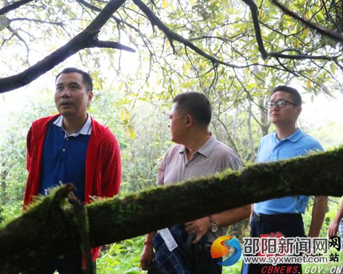 调研组一行在查看大钟杜鹃的生长情况