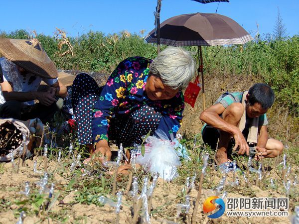图为女嫁接能手安锦兰在嫁接冬枣苗.1jpg
