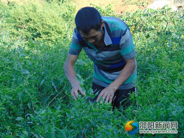 图为长势甚好的冬枣苗