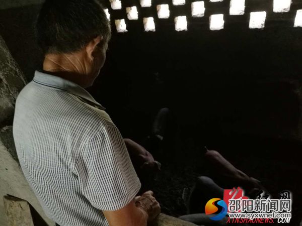 财宏村村民张中林正给猪仔喂食