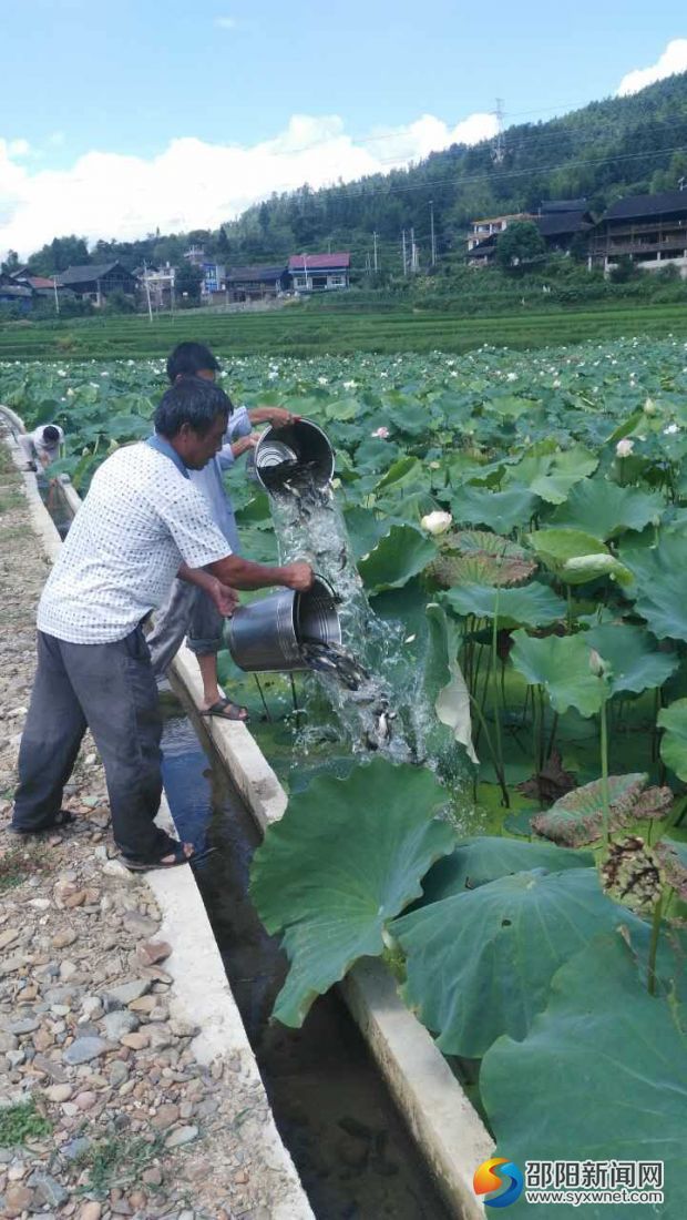 7月25日，城步畜牧局组织村民给荷花田里放鱼。